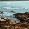 Aquatic