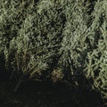 Earthy